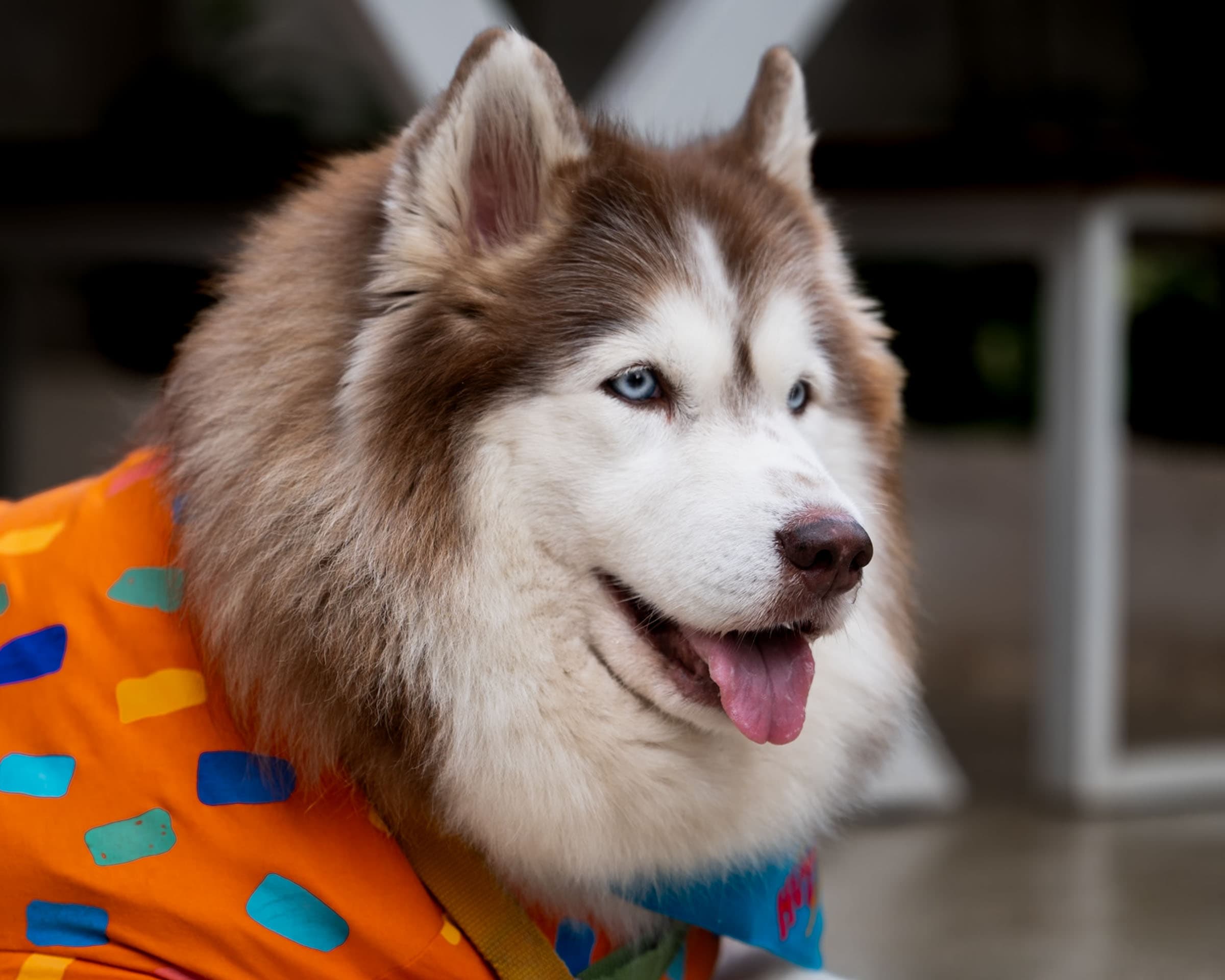 Dreaming of treats and endless belly rubs.