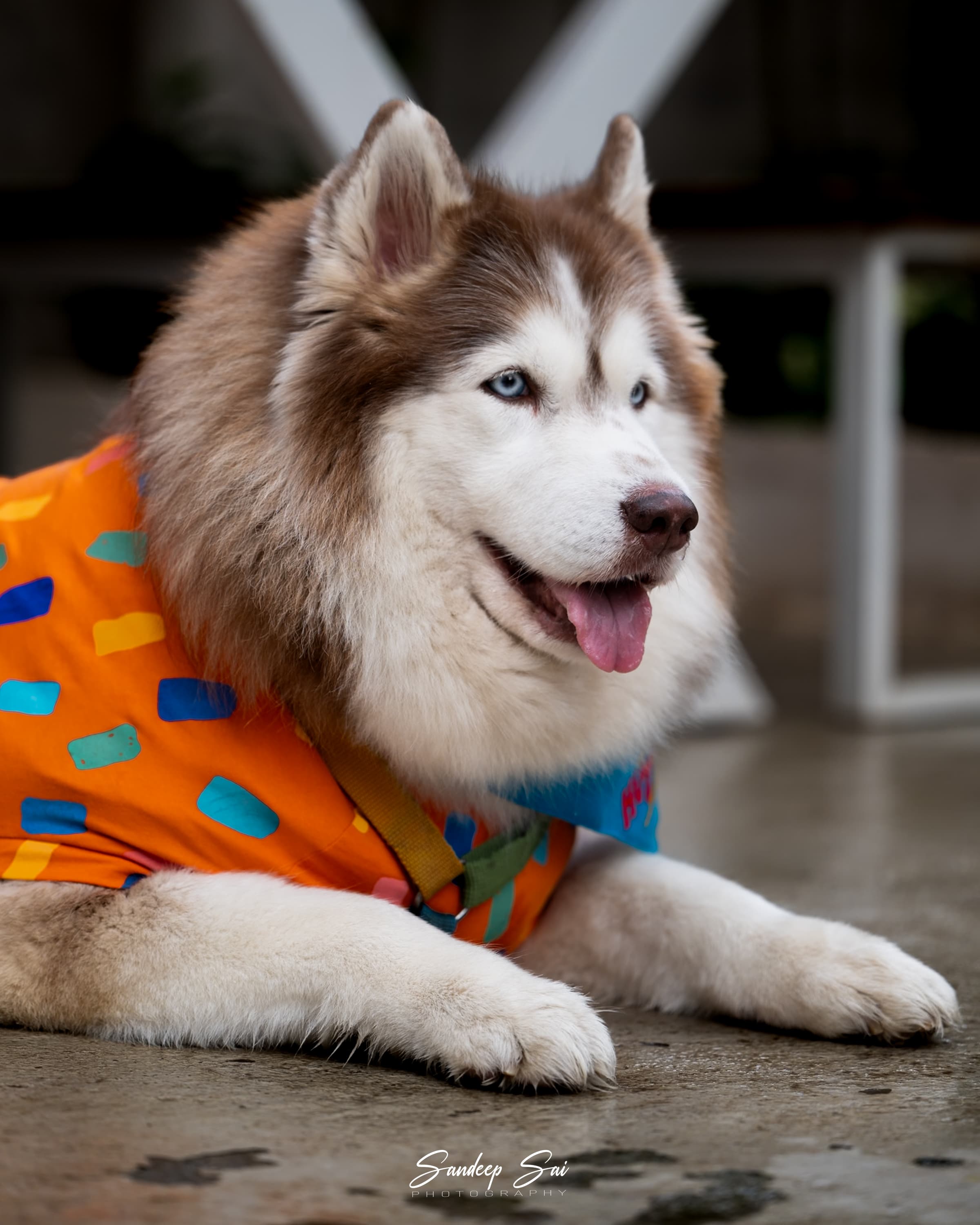 Man's best friend, perfectly framed.